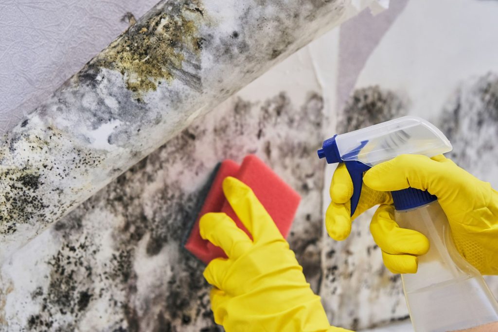 A person with yellow gloves cleans mold from a wall, illustrating a black mold removal service operating in Reno, NV.