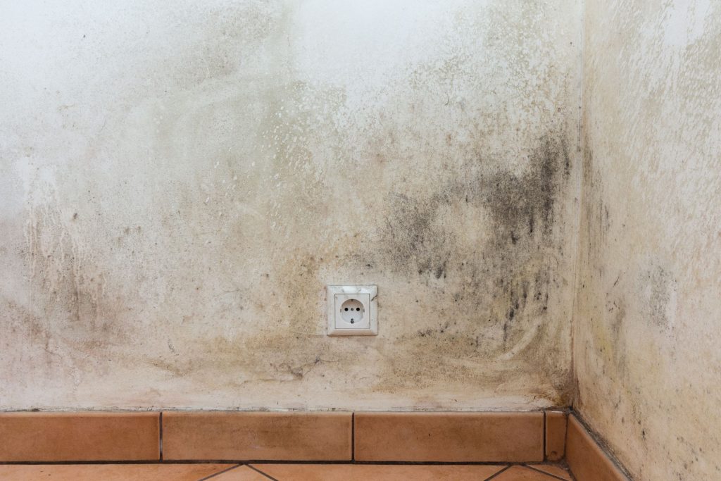 Moldy wall and floor in a room, featuring a light switch; highlights the need for mold removal services in Reno, NV.